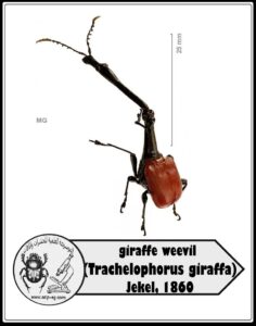 سوسة الزرافة Trachelophorus giraffa الوصف المورفولوجي ودورة الحياة