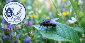 انتشار الذباب