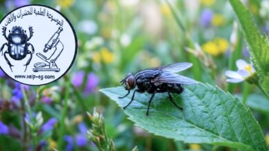 انتشار الذباب